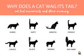 It usually means the cat doesn't want any more interaction with humans for the moment. Why Does A Cat Wag Its Tail Cat Tail Movements And Their Meaning