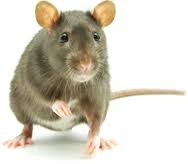 As a licensed and bonded company we partner in your success. Pest Control Companies In Nashville Tn