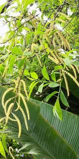 Image result for Canarium