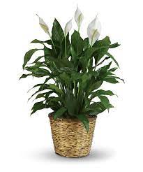 Simply Elegant Spathiphyllum Large Peace Lily Plant Lily Plants Best Air Purifying Plants