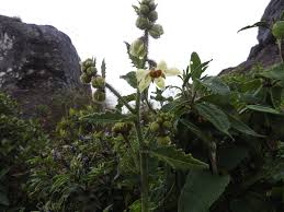 Image result for Hydrostachys insignis