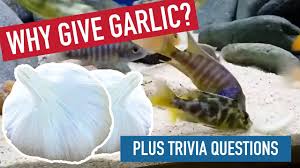 What is the maximum lifespan of a catfish? Why I Give Garlic To My African Cichlids Plus Trivia Questions For You To Enjoy Youtube