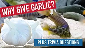 Well, what do you know? Why I Give Garlic To My African Cichlids Plus Trivia Questions For You To Enjoy Youtube
