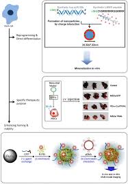 Maybe you would like to learn more about one of these? Gene Transfection For Stem Cell Therapy Springerlink