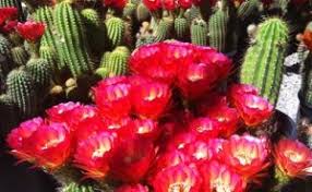 The beauty of the desert comes alive at b & b cactus farm in tucson, az. What To Do In Tucson Arizona Tucson Expo Center