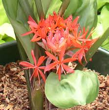 Image result for Scadoxus cinnabarinus