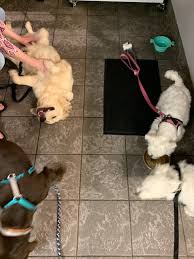 To learn more about each adoptable dog, click on the i icon for some fast facts or click on their name or photo for full details. Lost Mountain Dog Training Classes Atlanta