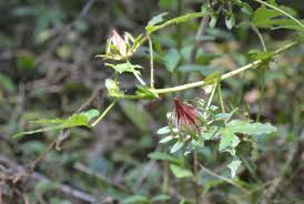 Image result for Hibiscus surattensis