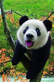  Panda Repinned From Vital Outburst Clothing Vitaloutburst Com Binatang Hewan Lucu Hewan