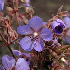 The cylinders bores were attached to the outer case at the 12, 3, 6 and 9 o'clock positions) for greater rigidity around the head gasket. Geranium Pratense Hocus Pocus Storkenaeb Lundagers Gartneri