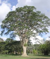 Image result for Albizia petersiana