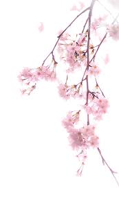 Draw some additional parts like the stem, leaves, or branches. Cherry Blossoms Png 4 By Augt30 On Deviantart