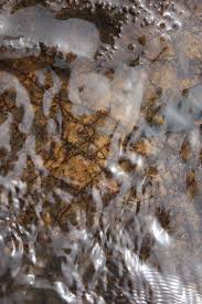 Image result for Tristicha trifaria