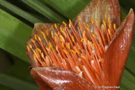 Image result for Scadoxus membranaceus