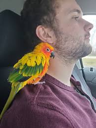 Effective bird safe way to get rid of mice?