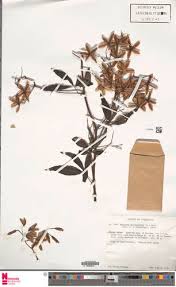 Image result for Merremia quinquefolia