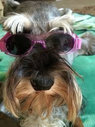 Mini schnauzer mixed puppies for sale in pa have made wonderful additions to many families over the years and we look forward to helping you find yours! Mini Schnauzer Puppies For Sale In Nj