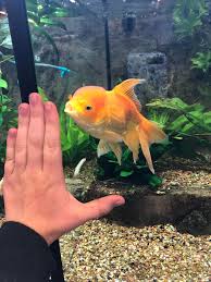 Pet stores pet food birds & bird supplies. Goldfish Pet Shop Near Me M Berkan Ae