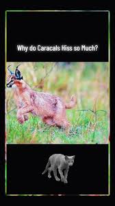Caracal, Facts And Photos