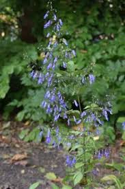 Image result for Isodon