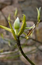 The deciduous ones are the hardiest, but they will also grow well in warmer areas that are not too dry, all the way through zone 9. Our Beautiful Native Sweet Bay Magnolia Kim Smith Films