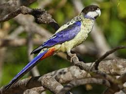 Image result for Blotiella natalensis