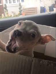 Puppy Being Sold On Craigslist Can T Stop Crying After Her Rescue Puppies Craigslist Pets Animal Stories