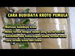 Berikut ini adalah beberapa poin penting. Cara Budidaya Kroto Bagi Pemula Ternak Semut Kroto