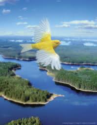 Beautiful Birds In Flight Images Bird Flying Over Landscape Like My Childhood Dreams Birds Flying Pretty Birds Pet Birds