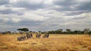 Tanzania is located in eastern africa, bordering the indian ocean, between kenya and mozambique. Tanzania Camping Adventure In Tanzania Africa G Adventures