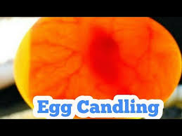 egg candling from day 1 to 21 egg hatching