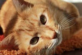 knows1 نكت تحشيش احلى نكت تحشيش نكت تحشيش سورية cat care cats pets cats