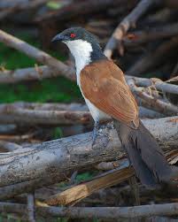 Bird With Red Dot On Back Of Head Senegal Coucal Senegal Funny Birds Bird Species