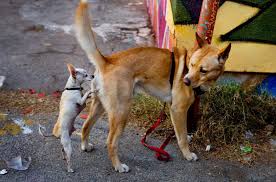 Собаки нюхают под хвостом (62 фото) - картинки sobakovod.club