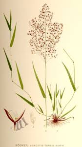 Image result for Agrostis