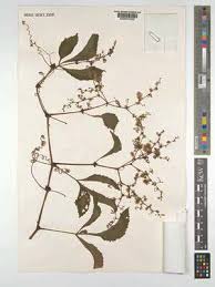 Image result for Cyphostemma gigantophyllum