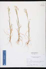 Image result for Briza minor