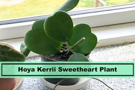 Hoya kerrii | how to care for this sweet heart houseplant. Hoya Kerrii Sweetheart Plant Top Guide Taking Care And Tips Plants Spark Joy
