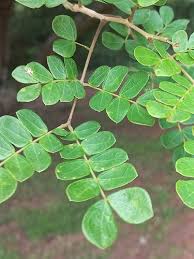 Image result for Albizia petersiana