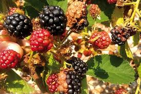 Image result for rez rzivost ostru%u017Einy