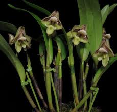 Image result for Polystachya hastata