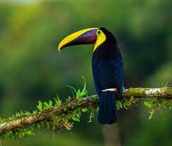 Beautiful birds wallpaper download for pc. Bird Wallpapers Free Hd Download 500 Hq Unsplash