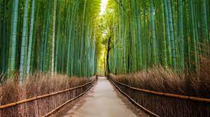 Since then it becomes more and more. Arashiyama Bambuswald Und Bezirk In Kyoto Japan Rail Pass