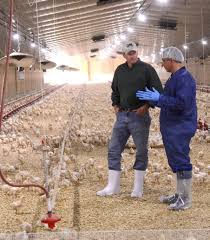 Responsibly Raised Sanderson Farms In 2020 Barbecue Chicken Wings Sanderson Farms Delicious Chicken Salad