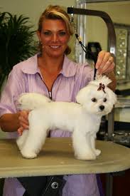 In This Session Courtney Grooms An Adorable Pomeranian Maltese Mix Description From Archive Const In 2020 Maltese Dogs Haircuts Maltese Puppy Haircuts Maltese Dogs