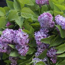 The burren in county clare is famous for the wildflowers found on its limestone pavements and irish peat bogs are still some of the most extensive left in europe. The Miracle Of Lilac Long Living Sweet Smelling And Very Easy To Grow