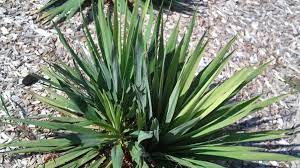 Maybe you would like to learn more about one of these? How To Take Care Of A Yucca Plant Dengarden