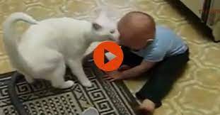Funny Cats And Babies Playing Together
