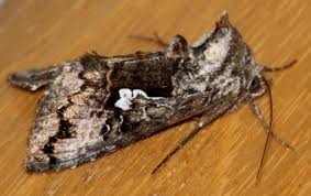 Image result for Syngrapha interrogationis