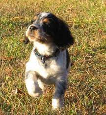 Are you considering a springer spaniel puppy? Kramer S English Springer Spaniels Home Facebook